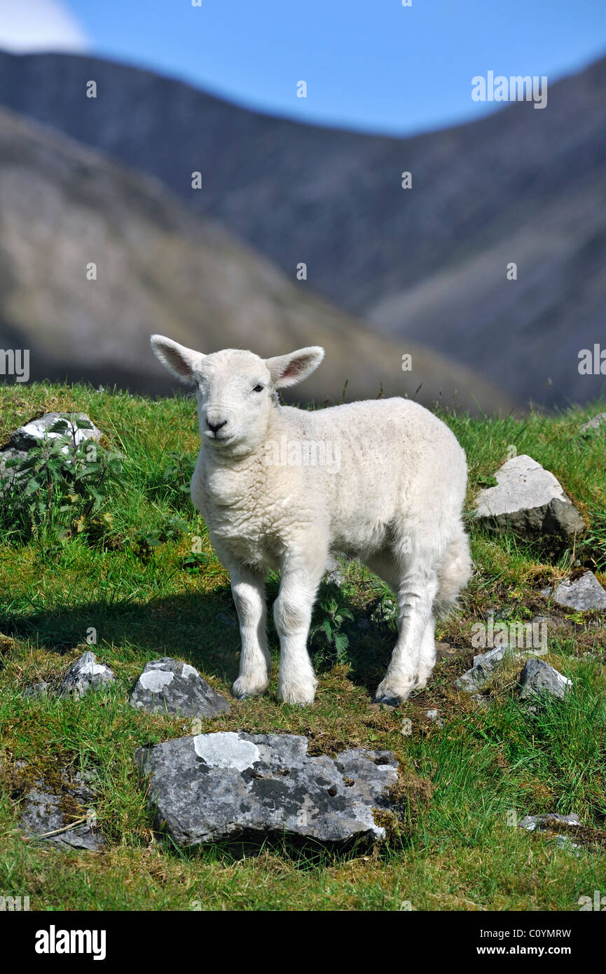Cheviot sheep (Ovis aries) lamb portrait in the Scottish Highlands,  Scotland, UK Stock Photo - Alamy