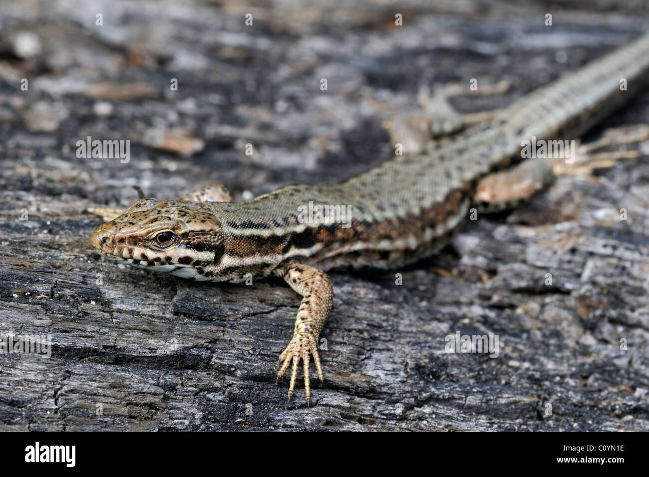 Common wall lizard (Podarcis / Lacerta muralis) sunning on burned wood Stock Photo
