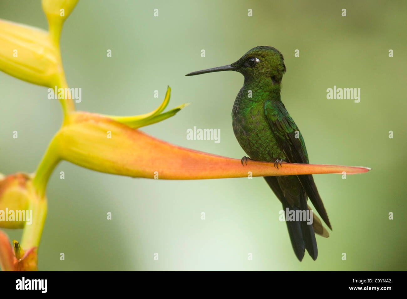 Green-Crowned Brilliant - Maquipucuna Natural Reserve - near Mindo, Ecuador Stock Photo