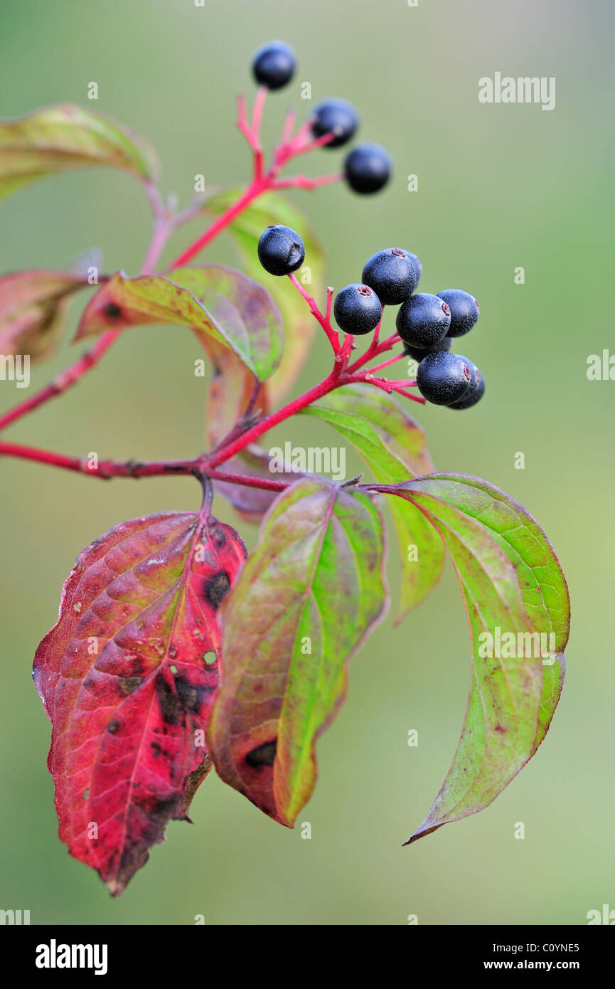 Close up of Common / European dogwood leaves and berries (Cornus sanguinea), Belgium Stock Photo