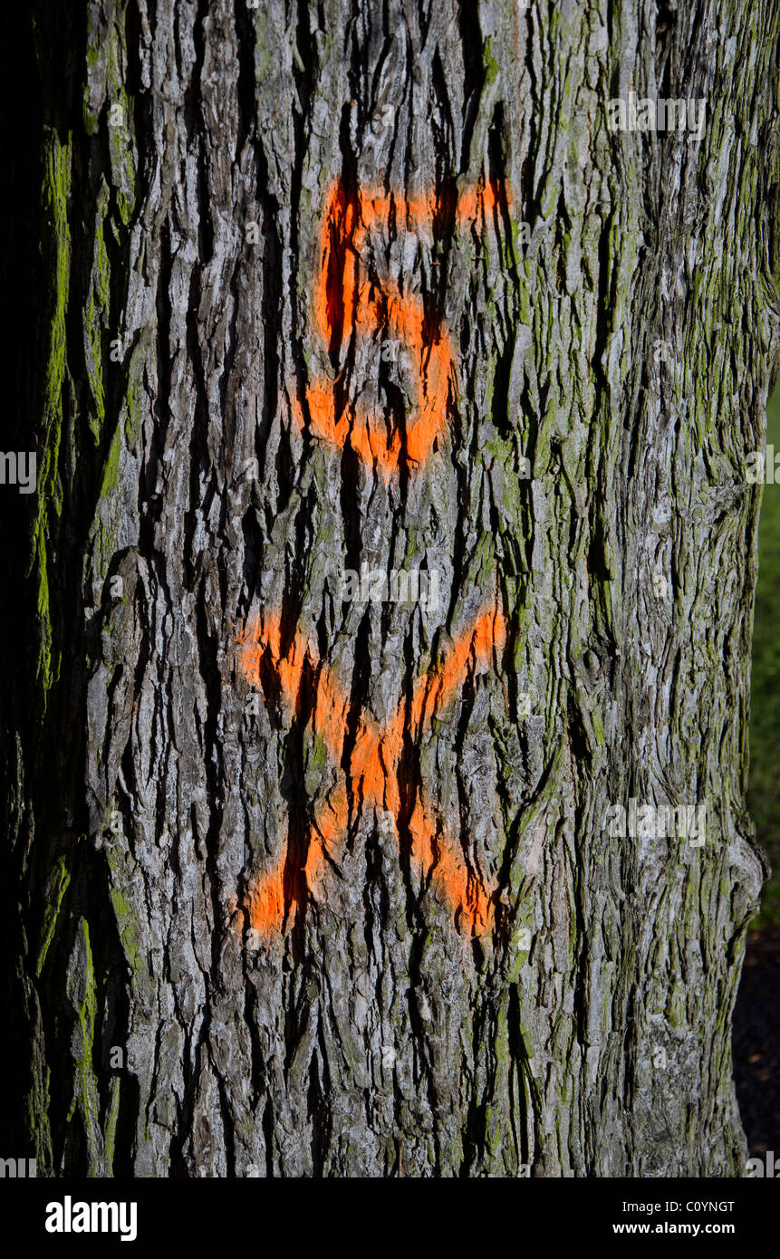 A tree marked for felling in Central Edinburgh, Scotland. Stock Photo