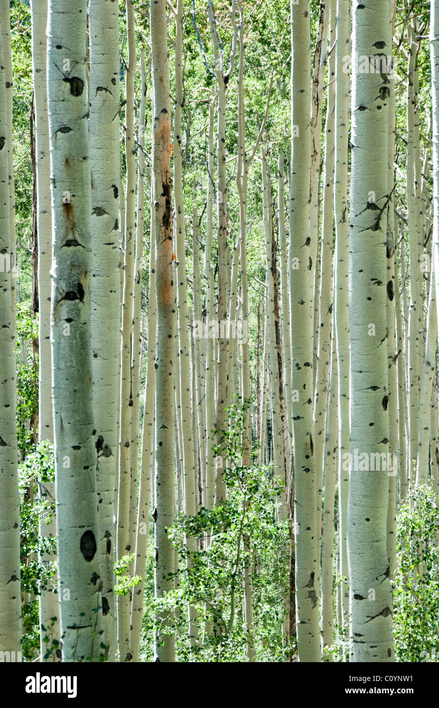 Aspen Trees,Bark,Silvery Birch,Trunks,Aspen,Colorado,USA Stock Photo
