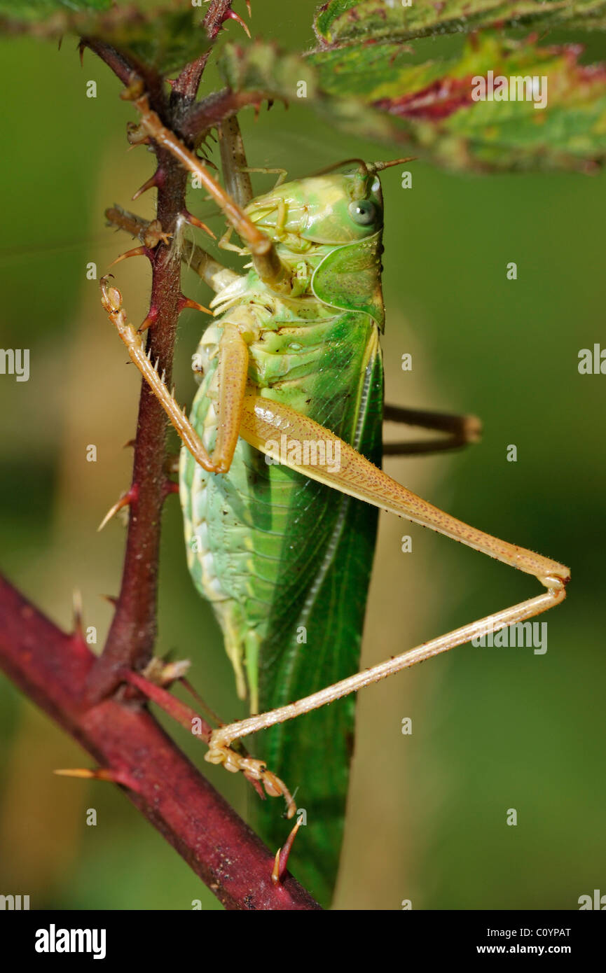 Great green bush cricket (Tettigonia viridissima) male on blackberry bush Stock Photo