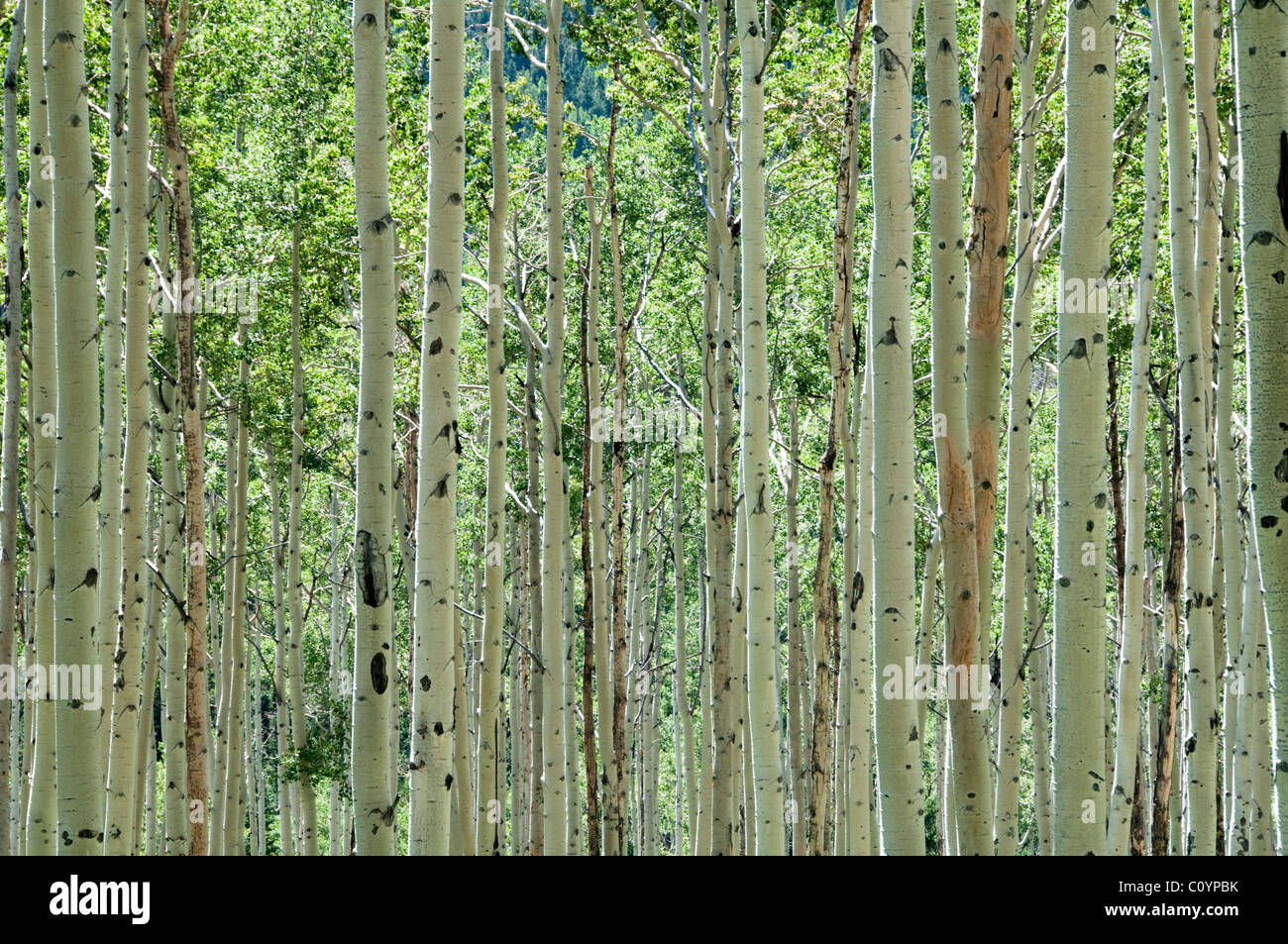 Aspen Trees,Bark,Silvery Birch,Trunks,Aspen,Colorado,USA Stock Photo