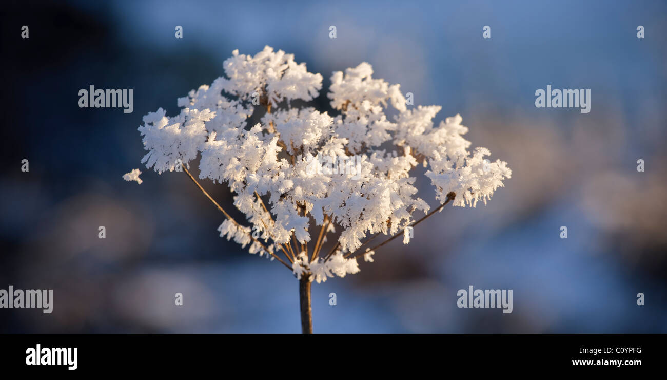 winter frost crystals on flower head Stock Photo - Alamy