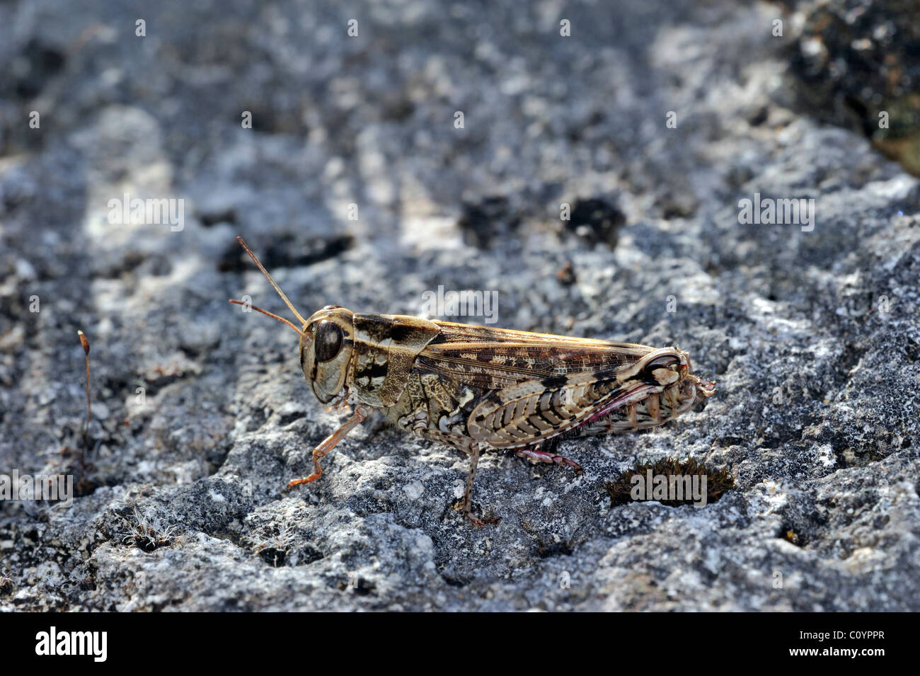 Italian locust (Calliptamus italicus) on rock, La Brenne, France Stock Photo