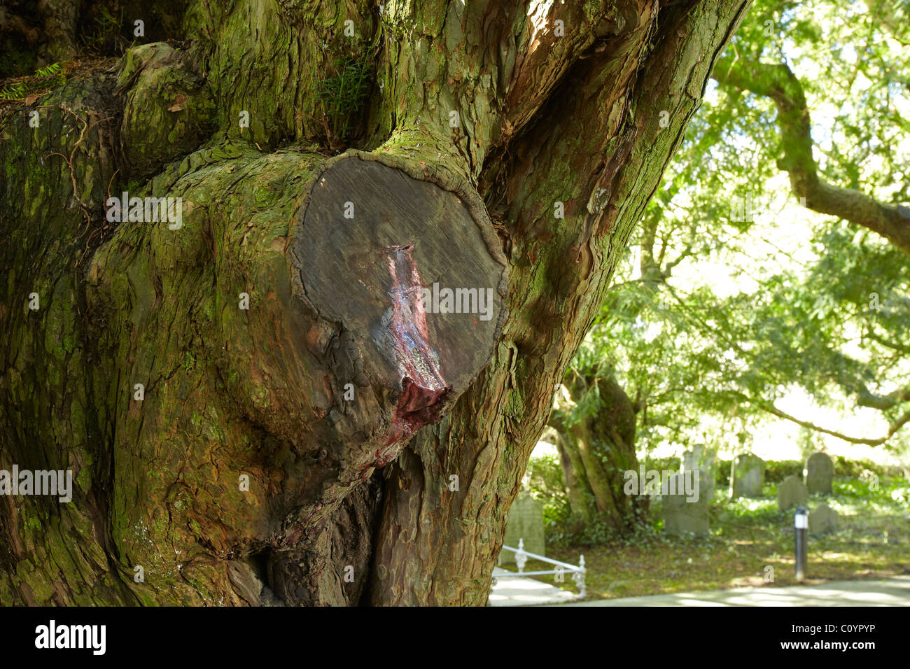 Yew sap hires stock photography and images Alamy