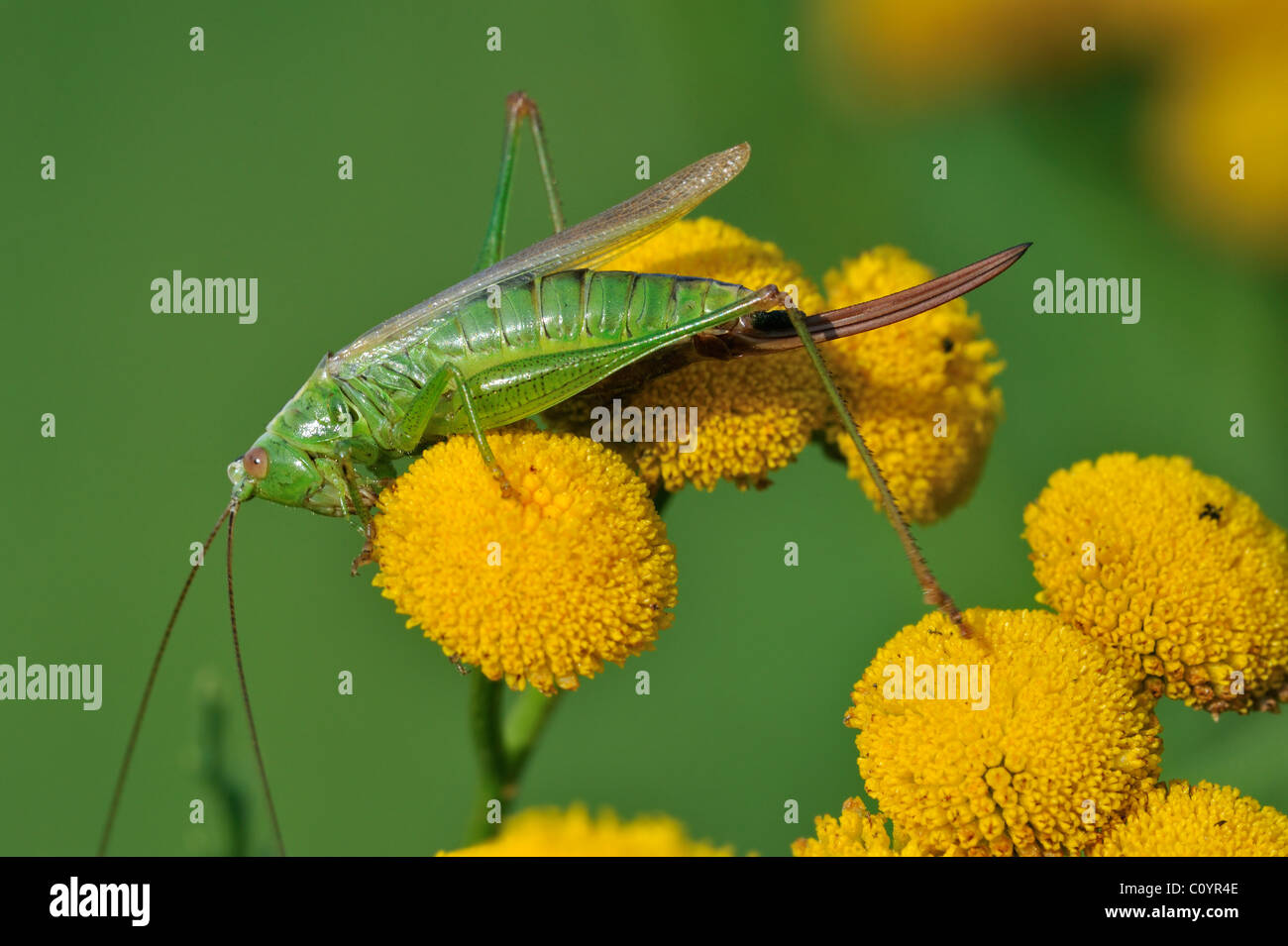 Longwinged conehead (Conocephalus fuscus / discolor) on tansy flowers