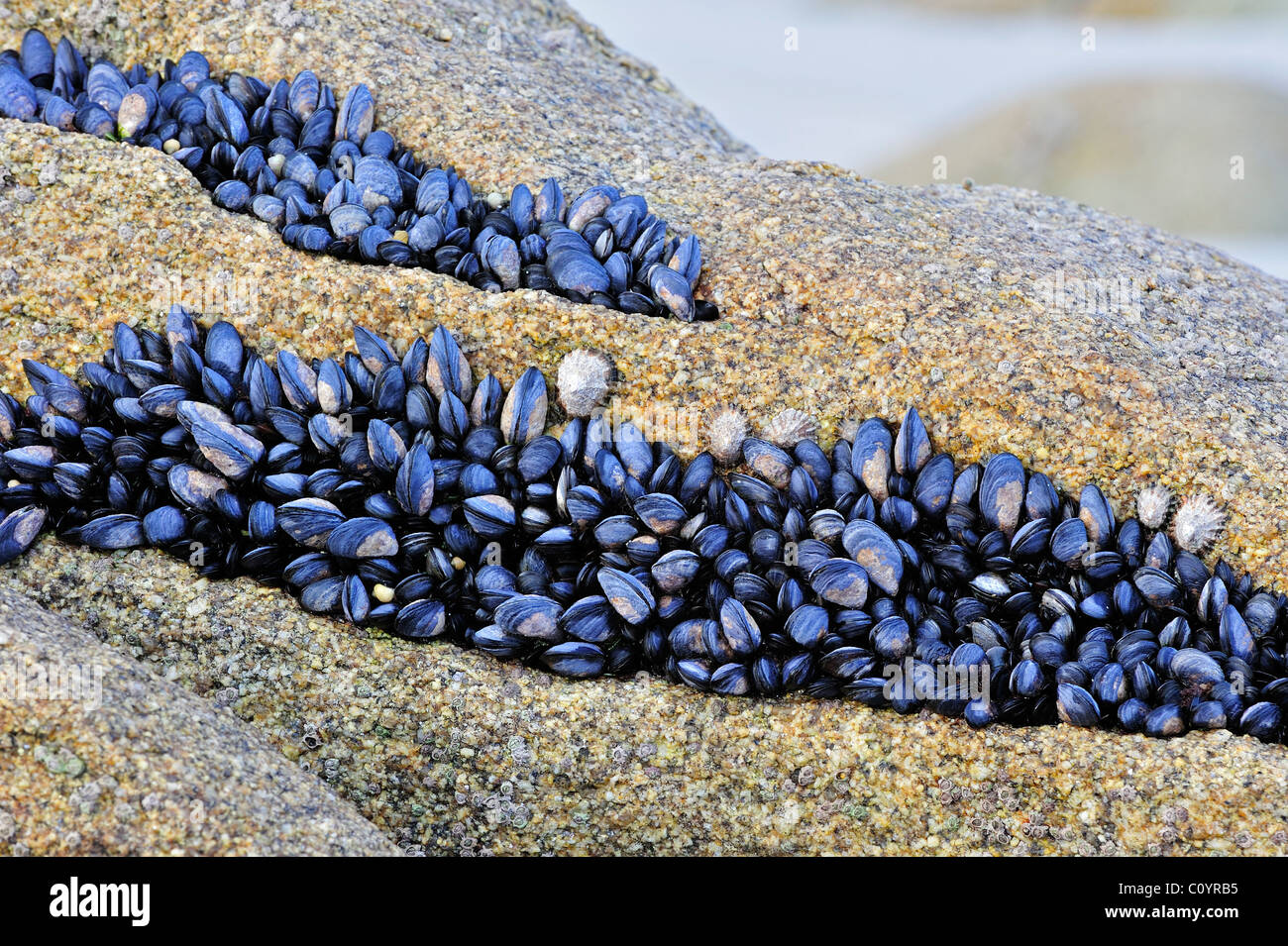 Bed of exposed Common / Blue mussels (Mytilus edulis) on rocks at low tide Stock Photo