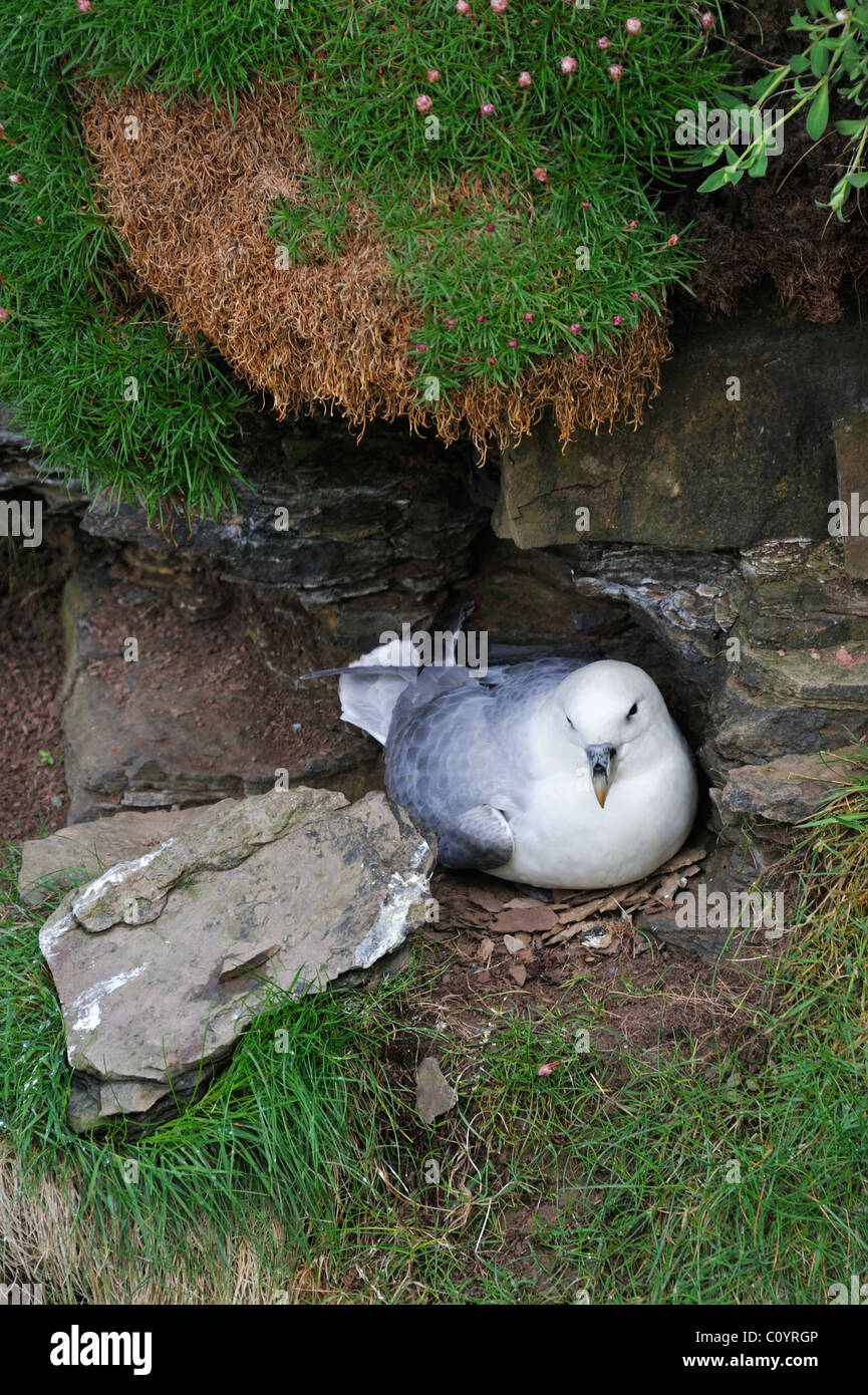 Northern Fulmar / Arctic Fulmar (Fulmarus glacialis) on nest in cliff face in the Fowlsheugh nature reserve, Scotland, UK Stock Photo