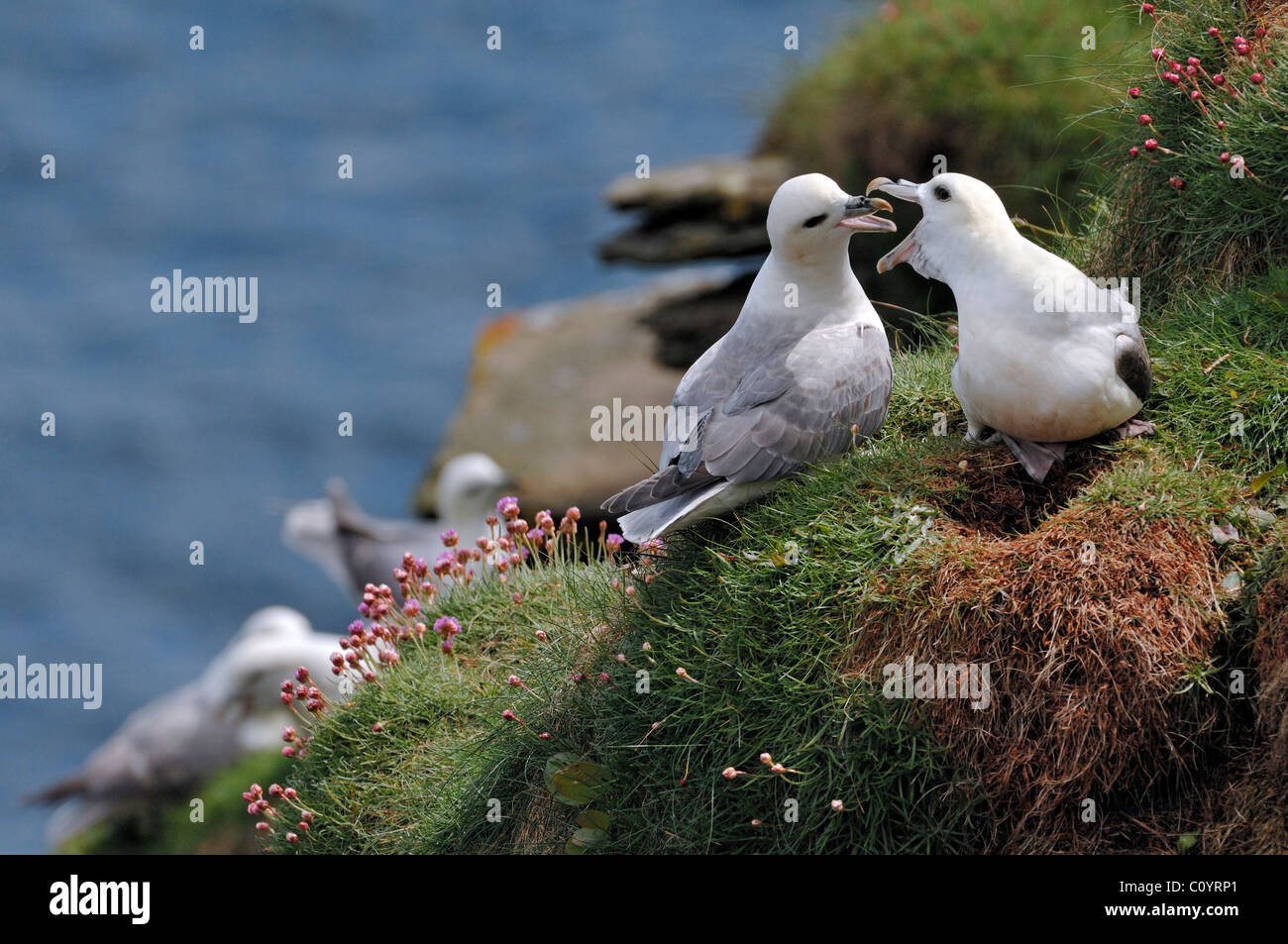 Northern / Arctic Fulmars (Fulmarus glacialis) calling from nest on cliff face in the Fowlsheugh nature reserve, Scotland, UK Stock Photo
