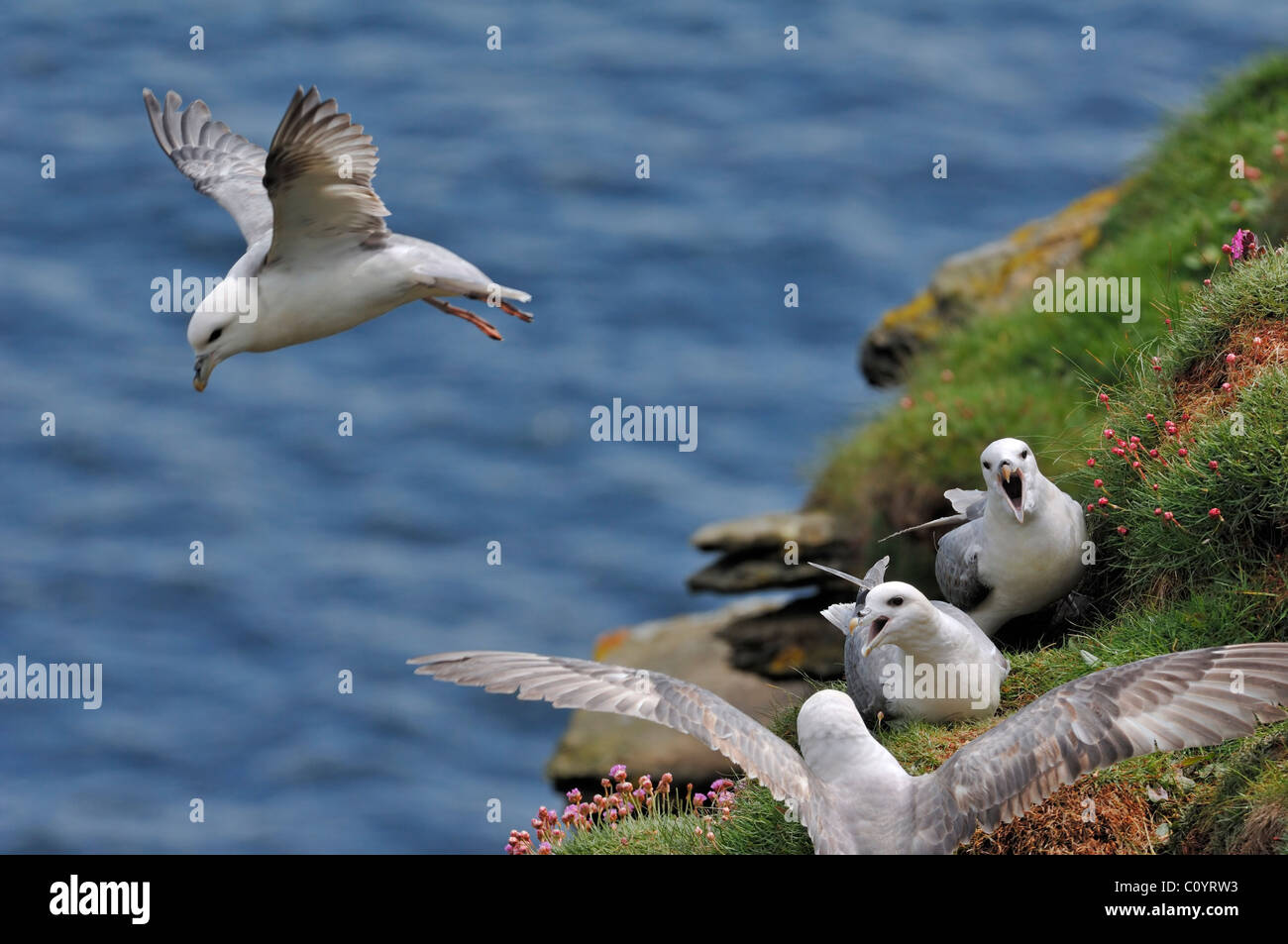 Northern / Arctic Fulmars (Fulmarus glacialis) calling from nest in cliff face in the Fowlsheugh nature reserve, Scotland, UK Stock Photo