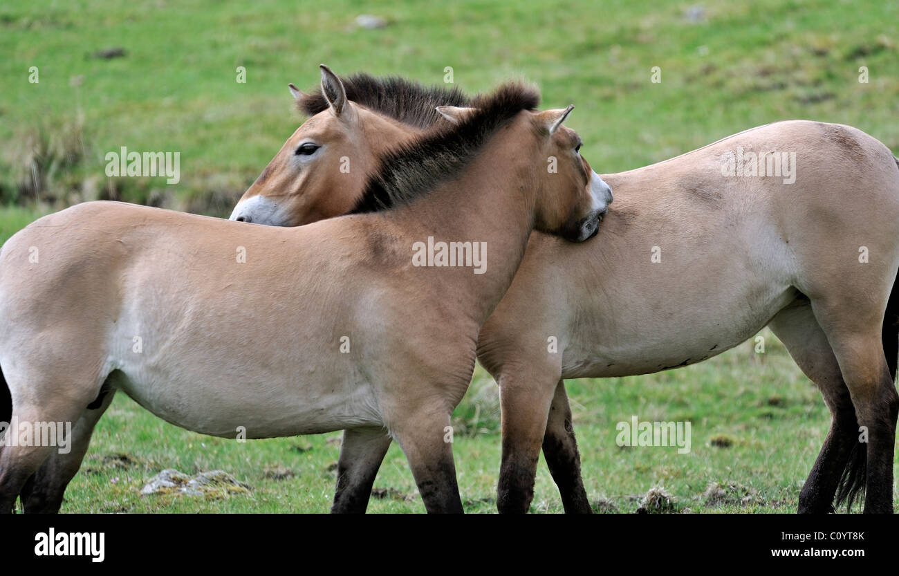 Wild horses grooming hires stock photography and images Alamy