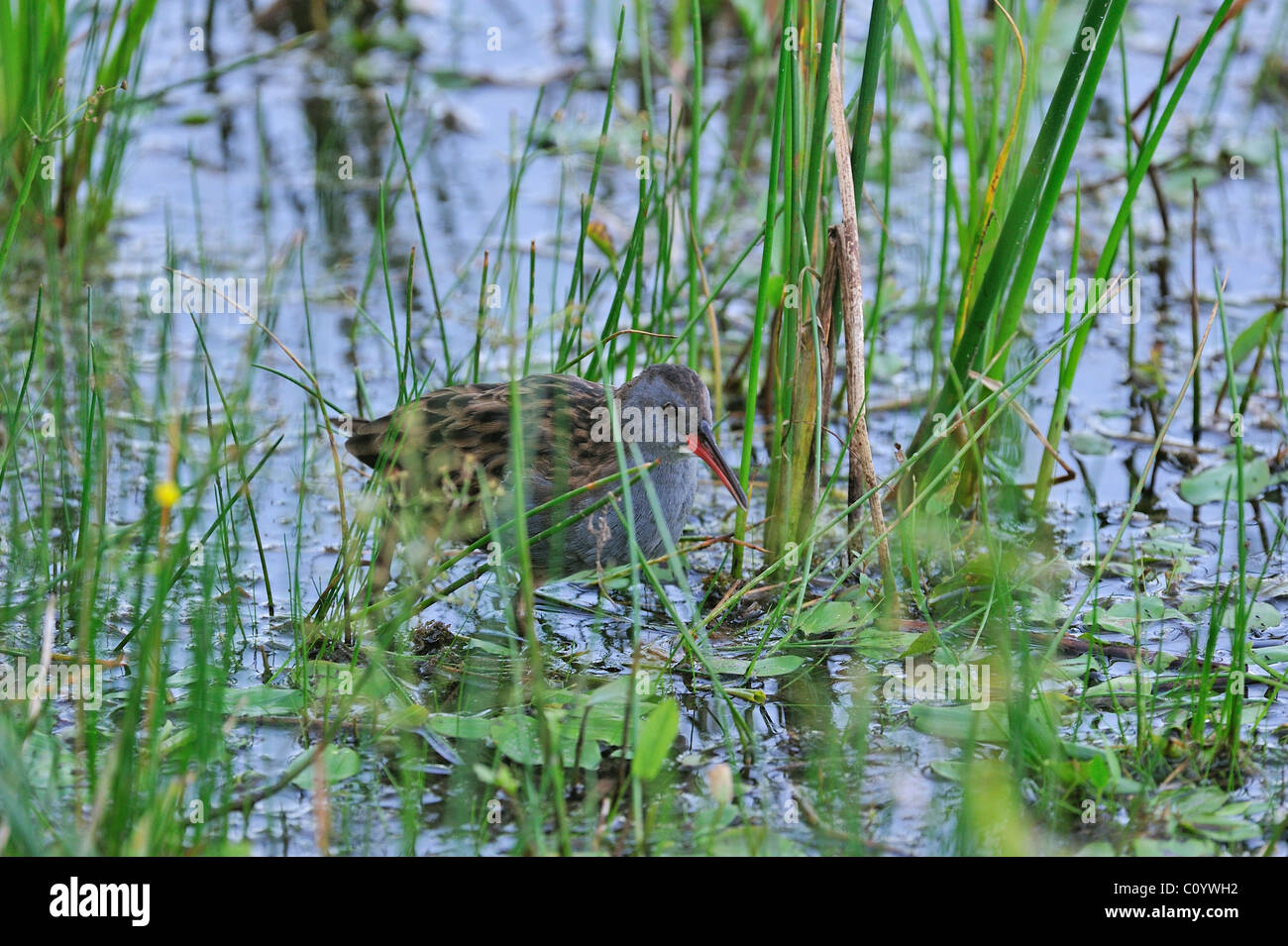 Water Rail (Rallus aquaticus) walking through water vegetation in lake Stock Photo