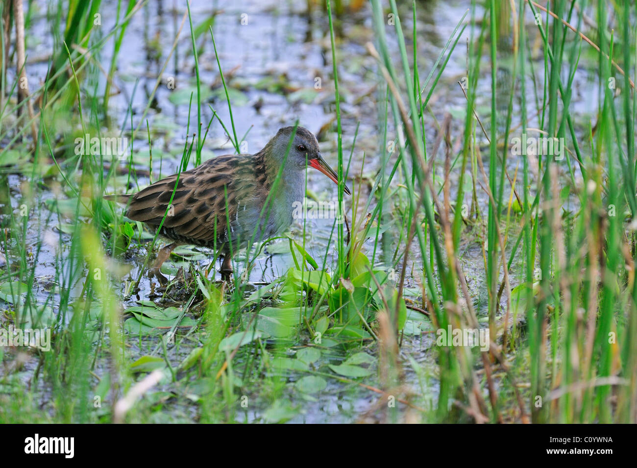 Water Rail (Rallus aquaticus) walking through water vegetation in lake Stock Photo