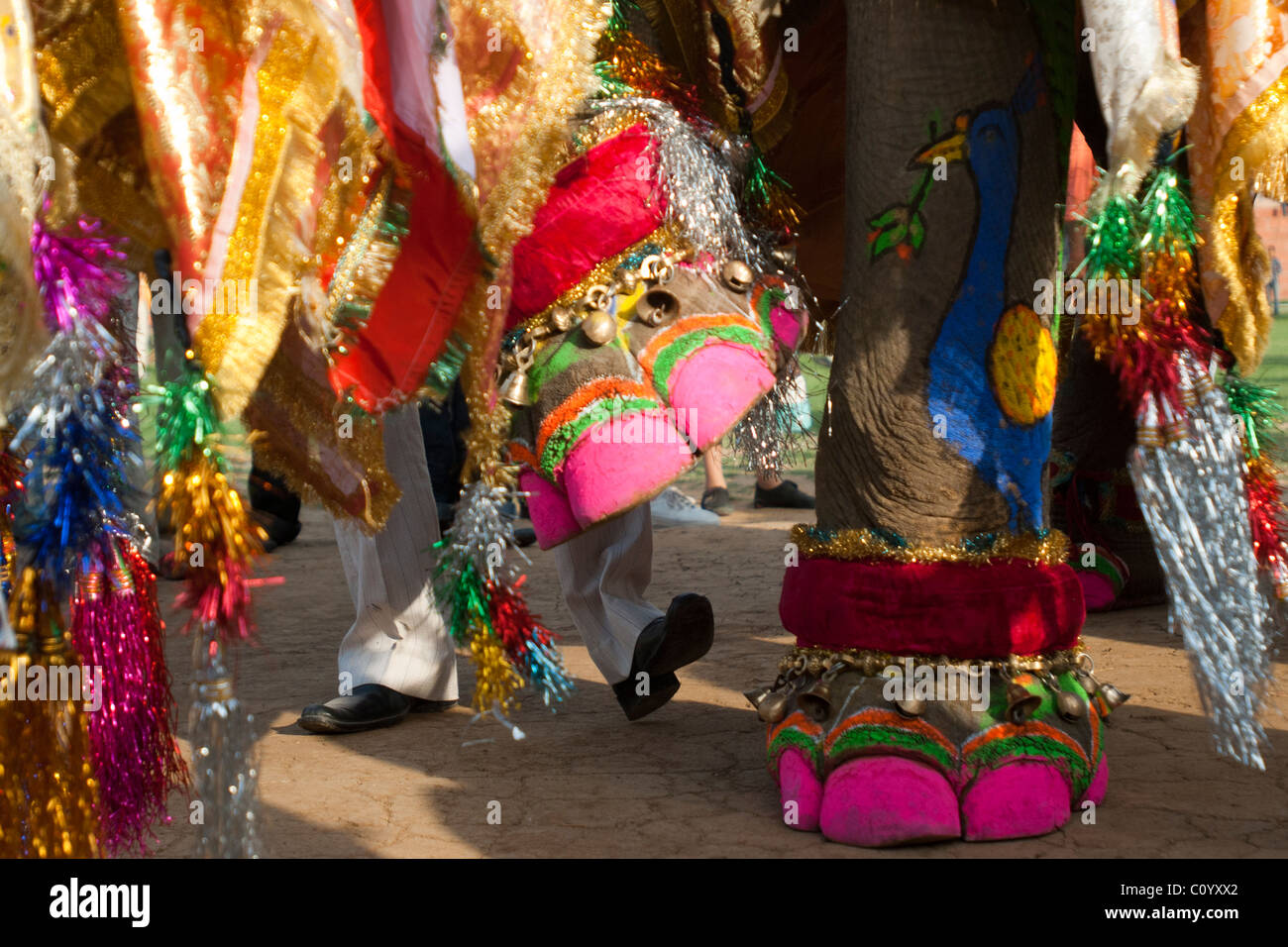 Painted toes of an elephant and feet of an Indian man in the background in al funny pose. Annual Jaipur elephant festival Stock Photo