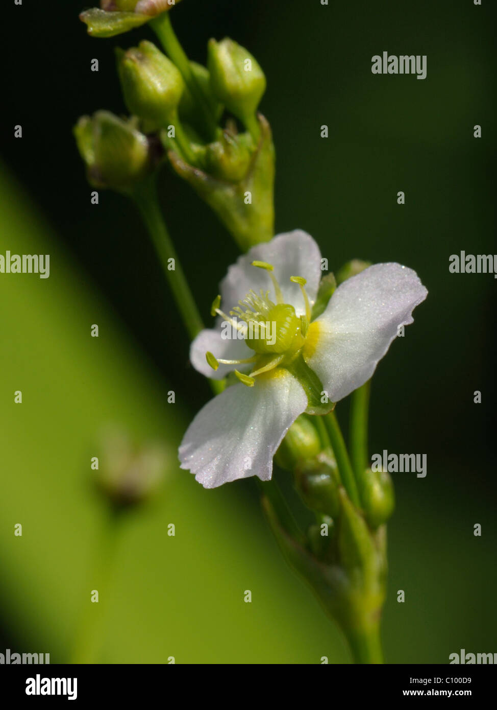 Water-plantain, alisma plantago Stock Photo