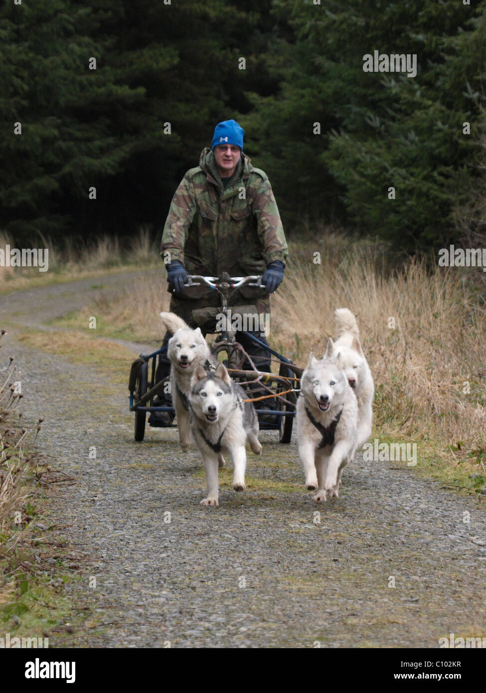 Wheeled dog sled hires stock photography and images Alamy