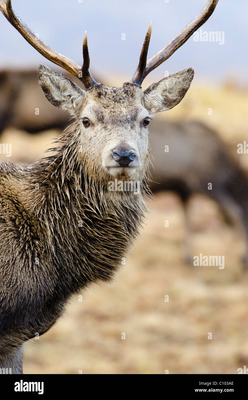 Red Deer Stag Stock Photo