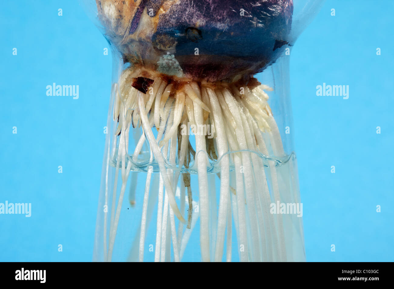 Hyacinth Roots growing in water in a Vase Stock Photo Alamy