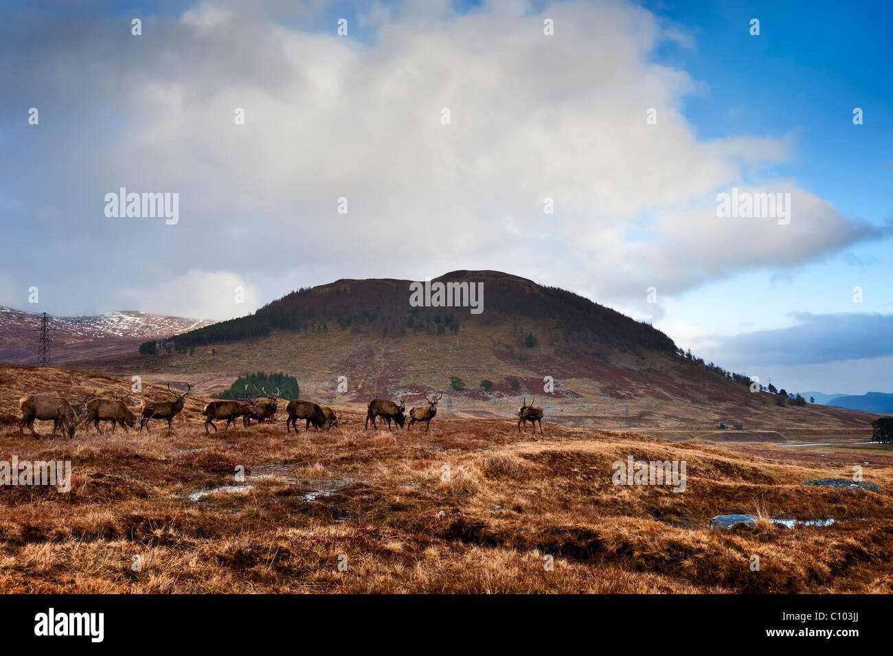 A herd of Red Deer in a Scottish glen Stock Photo