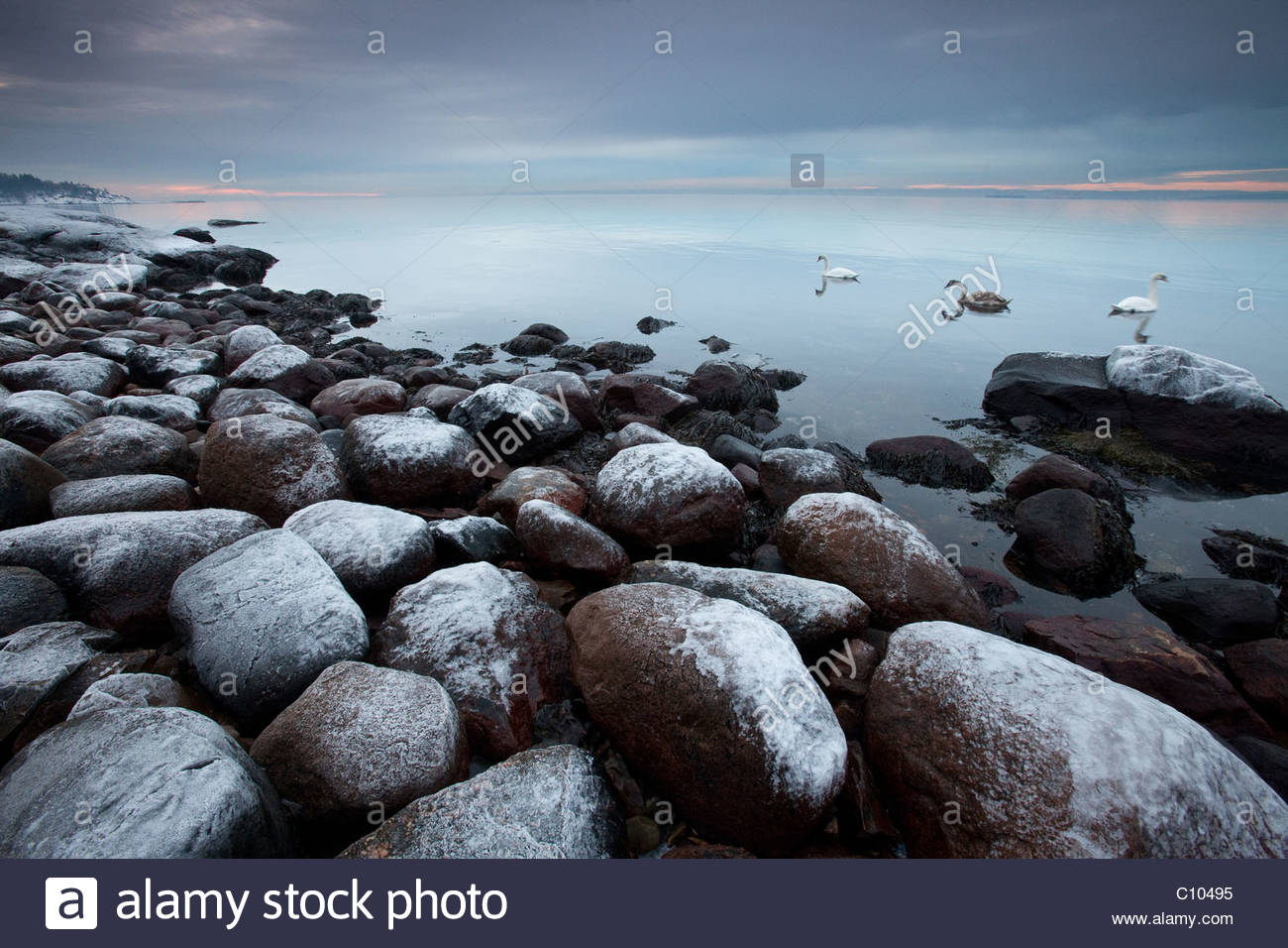Coastal winter landscape and Mute Swan family at Larkollen in Rygge kommune, Østfold fylke, southeastern Norway. Stock Photo