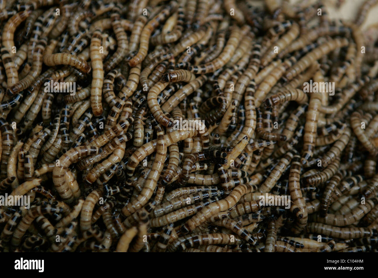 I CAN'T STOMACH THIS... Dozens of strong-willed contestants horrify  onlookers by eating live WORMS in a bizarre competition Stock Photo - Alamy