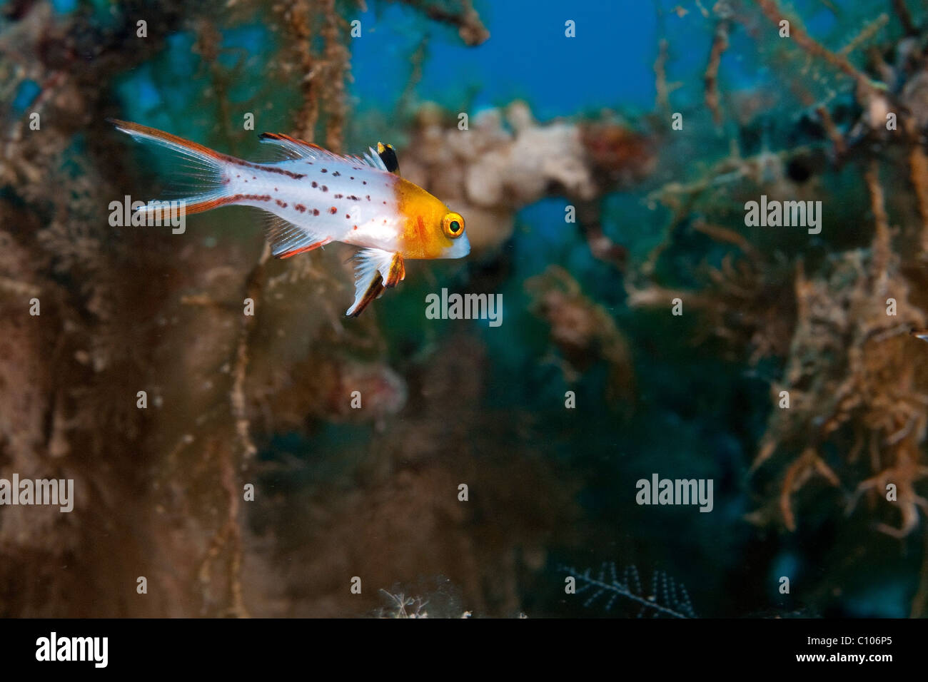 Underwater photography of a Lyretail hogfish (Bodianus anthioides) Photographed in the Red Sea Israel Stock Photo