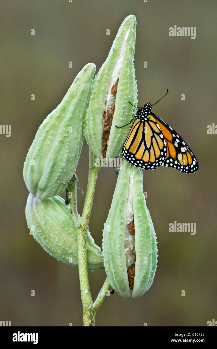 Common Milkweed Pods with Seeds Asclepias syriaca Help the Monarch Butterfly! 