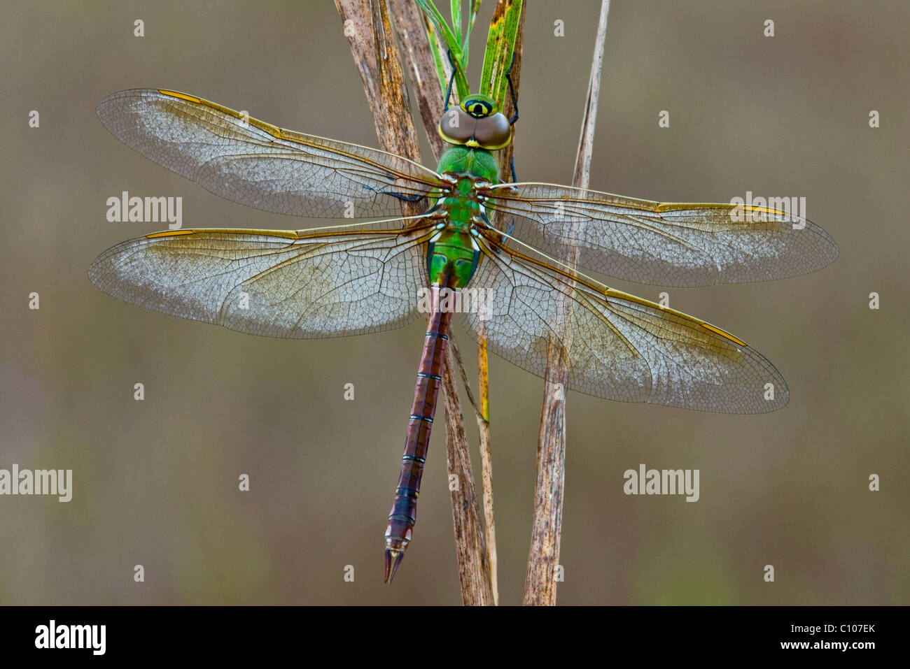 Common Green Darner Dragonfly Anax junius E  N. America, by Skip Moody/Dembinsky Photo Assoc Stock Photo