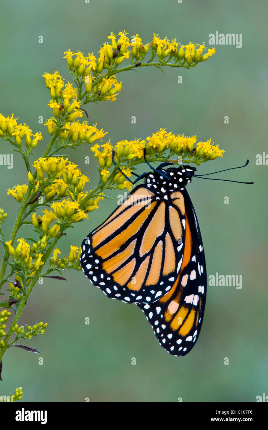 Monarch Butterfly (Danaus plexippus) on Goldenrod (Solidago sps), late Summer, early Fall, E USA, by Skip Moody/Dembinsky Photo Assoc Stock Photo