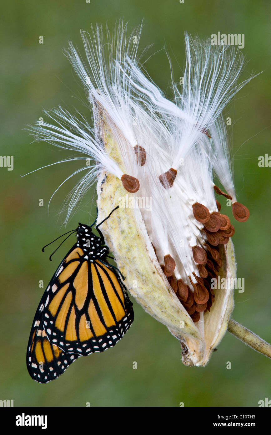 Monarch Butterfly Danaus plexippus resting on seed pod of Common Milkweed Asclepias syriaca ready to migrate E USA Stock Photo