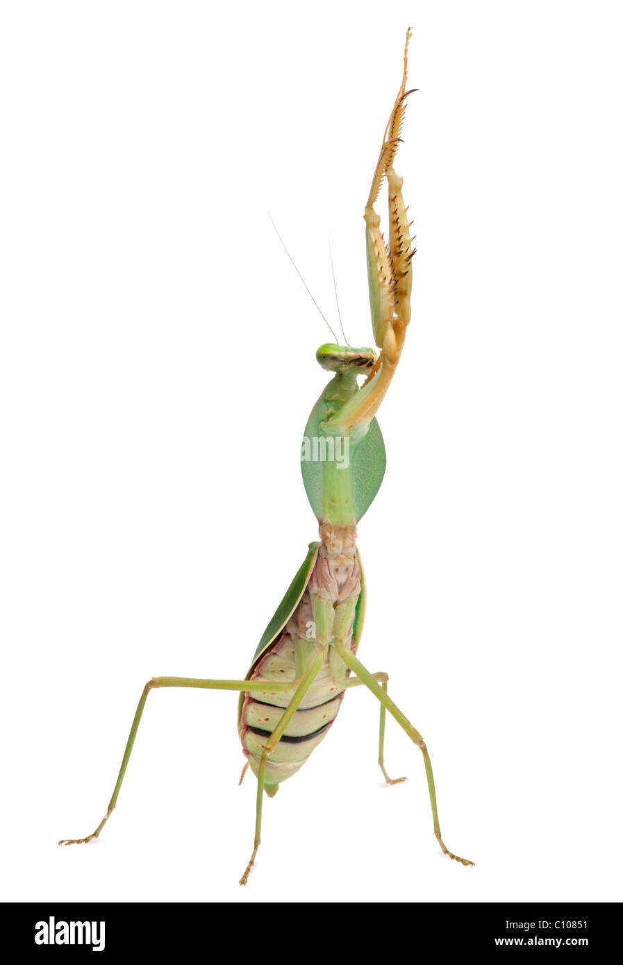 Female Praying Mantis, Rhombodera Basalis, in front of white background Stock Photo