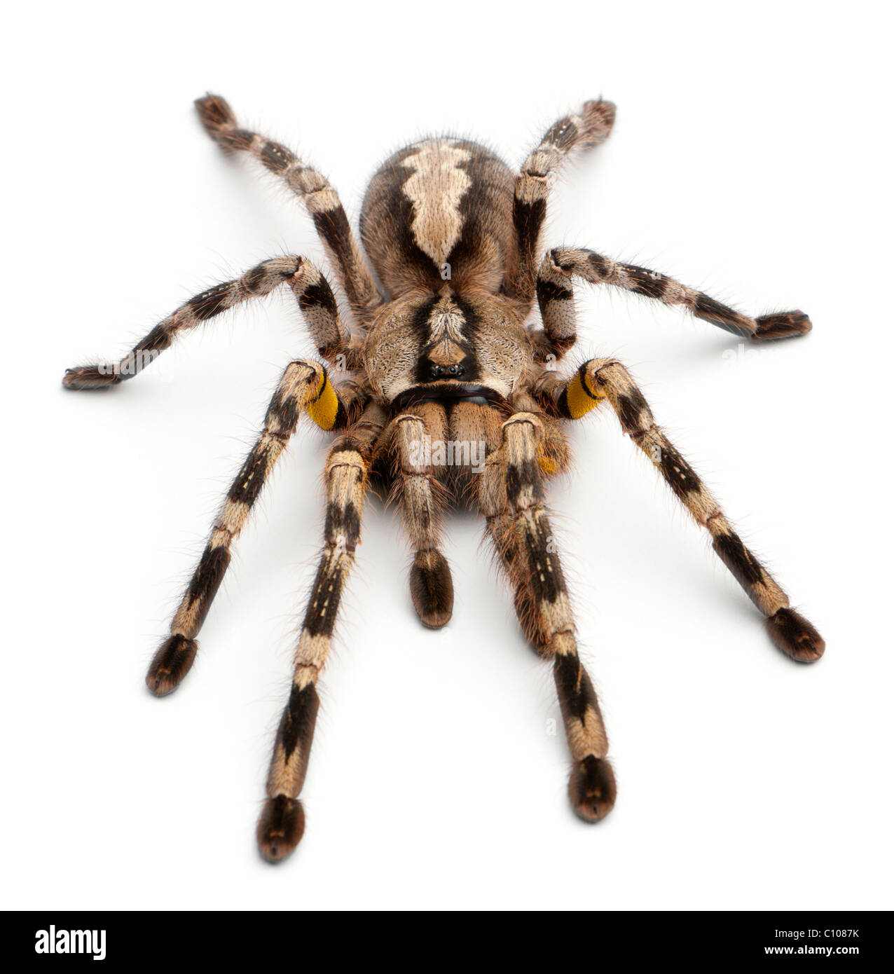Tarantula spider, Poecilotheria Fasciata, in front of white background
