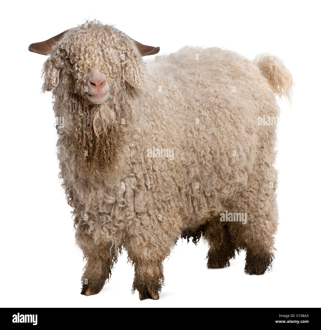 Angora goat in front of white background Stock Photo
