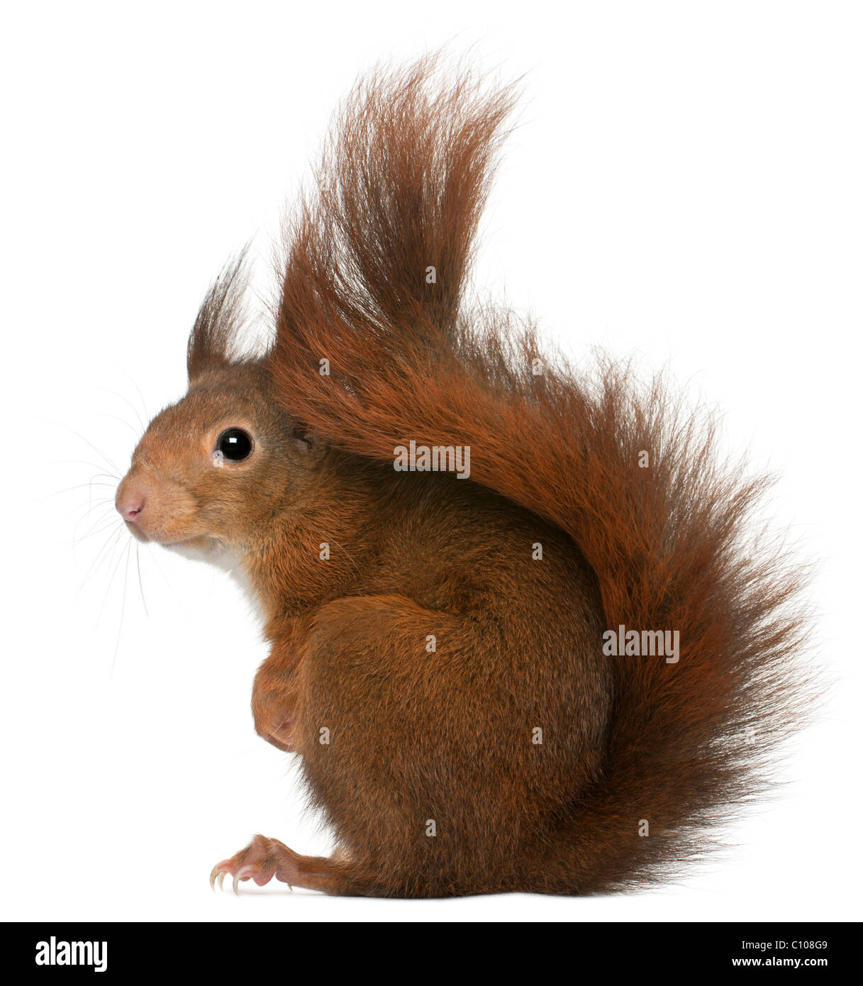 Eurasian red squirrel, Sciurus vulgaris, 4 years old, in front of white background Stock Photo