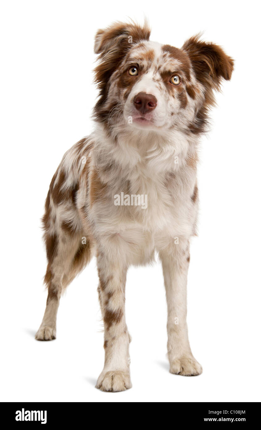 Red merle color border collie hi-res stock photography and images - Alamy