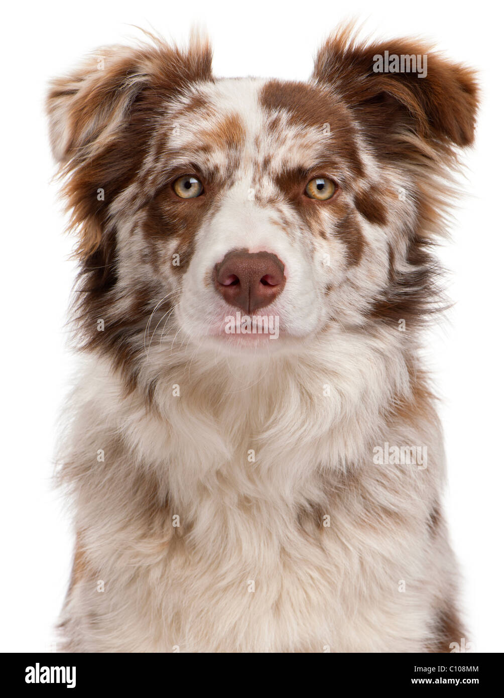 Close-up of Red Merle Border Collie, 6 months old, in front of white  background Stock Photo - Alamy