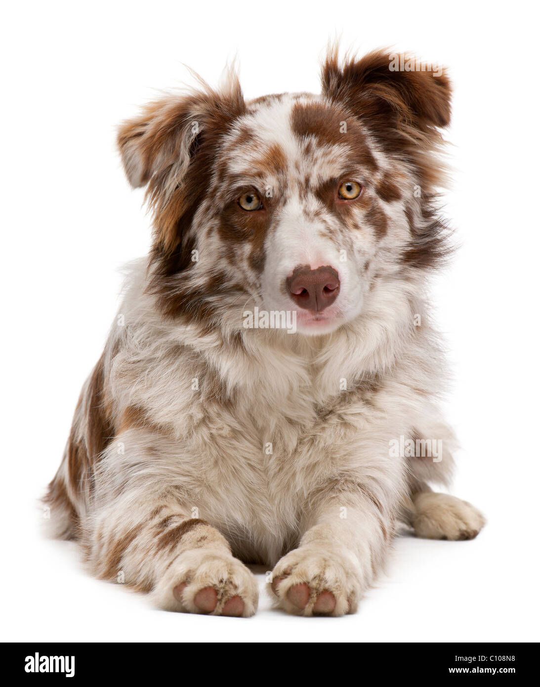 Red Merle Border Collie, 6 months old, lying in front of white background Stock Photo