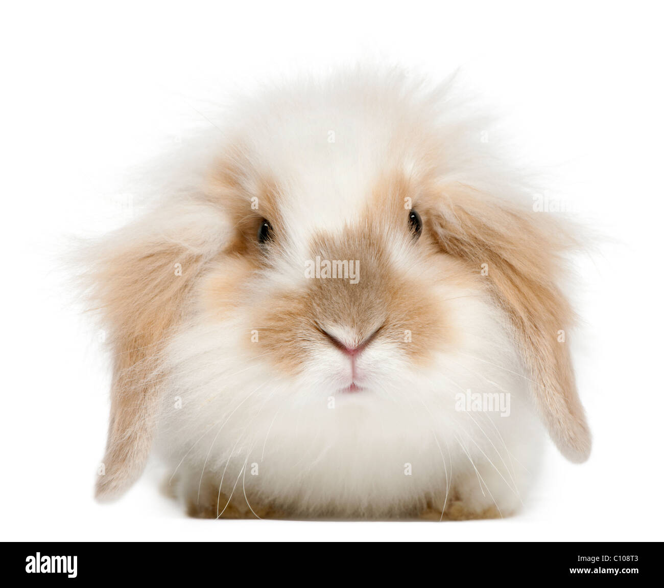 Lop rabbit, 6 months old, in front of white background Stock Photo