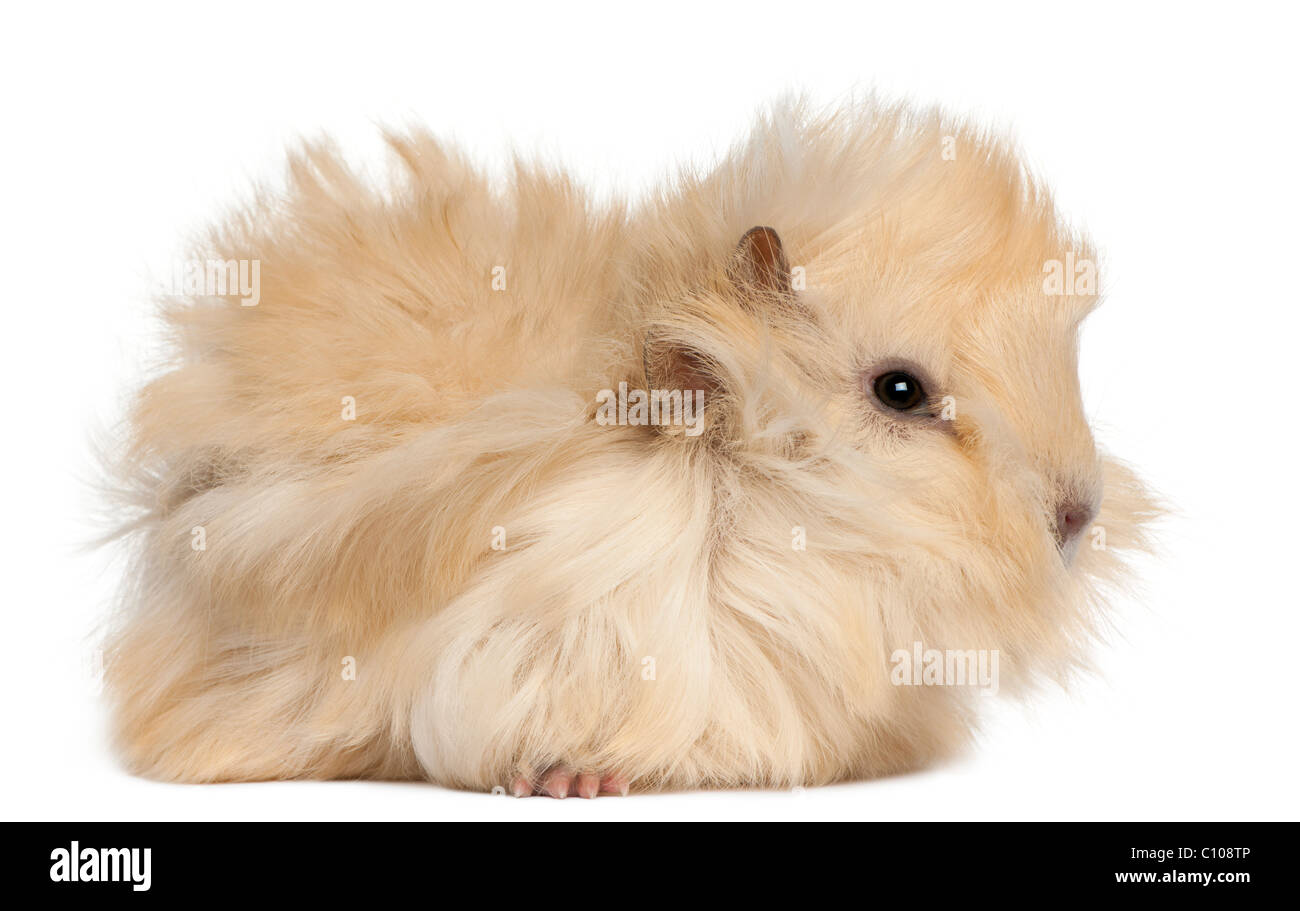 baby peruvian guinea pig