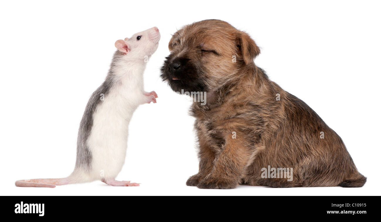 Cairn Terrier Puppy, 6 weeks old, and a rat in front of white background Stock Photo
