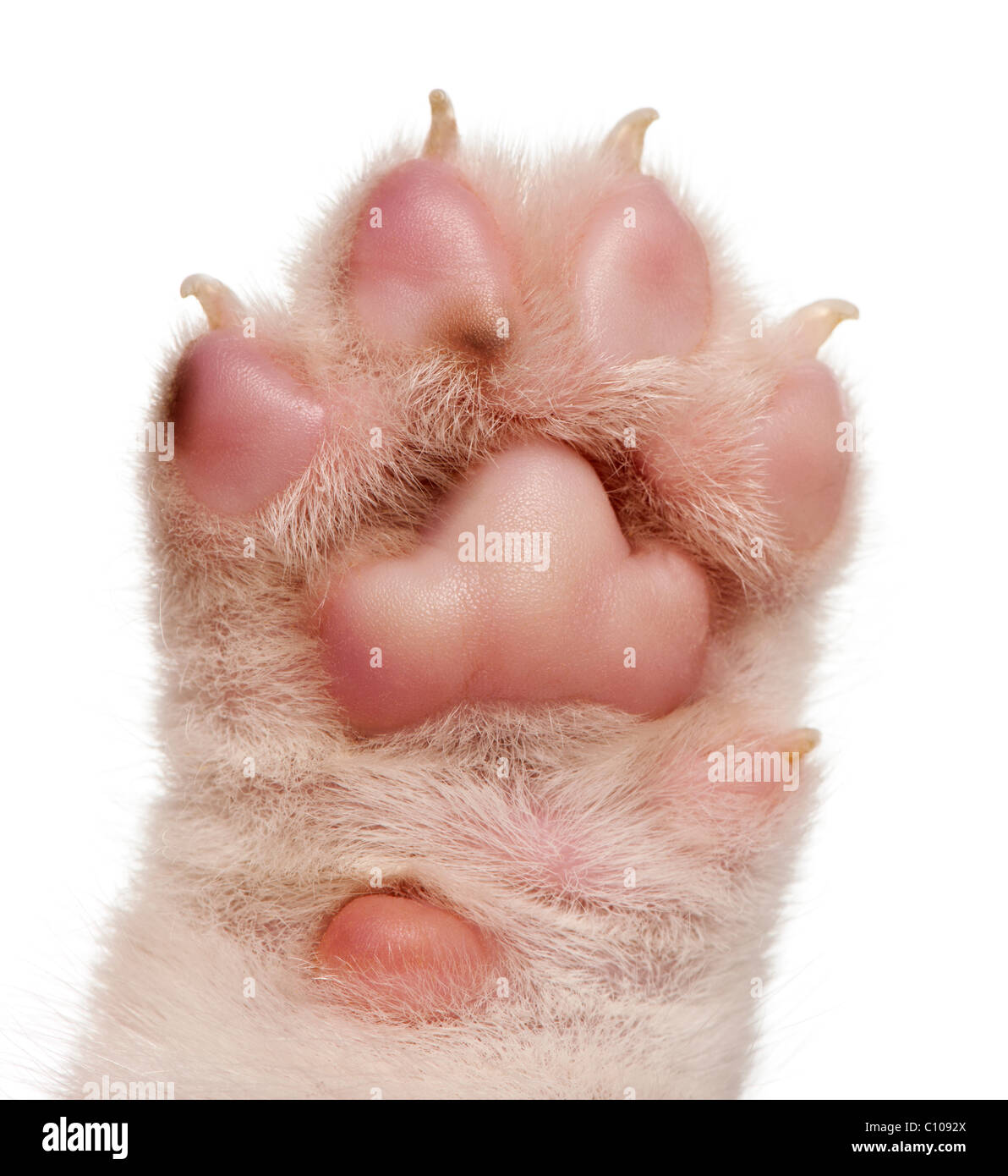 Close-up of puppy's paw, 4 weeks old, in front of white background Stock Photo
