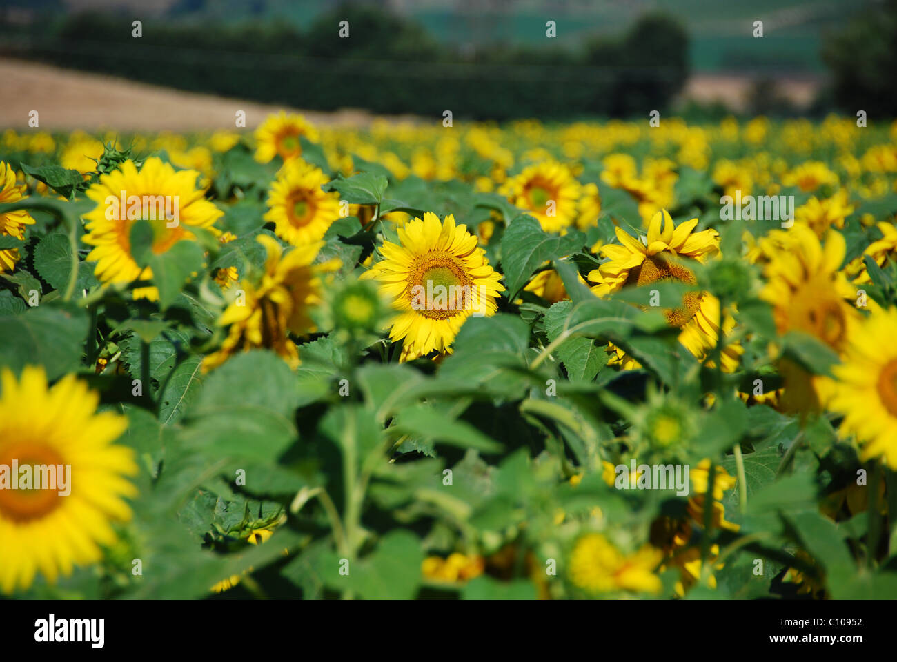 Gorgeous Meadow Full Of Sunflowers In Tuscany Stock Photo Alamy gorgeous-meadow-full-of-sunflowers-in-tuscany-stock-photo-alamy