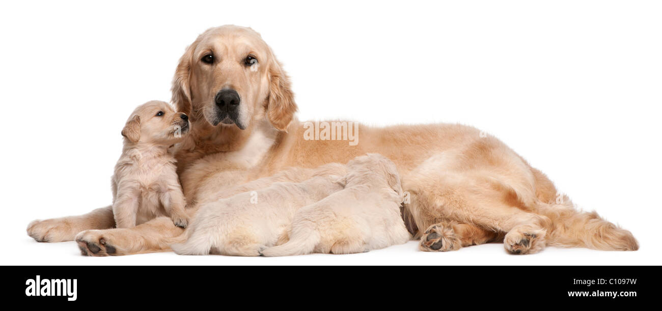 How Long Do Puppies Nurse From Mom
