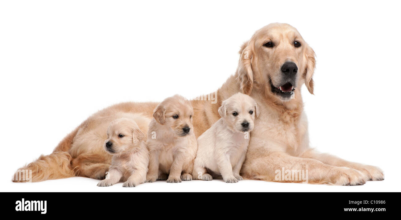 Can You Take A Puppy From Its Mother At 4 Weeks