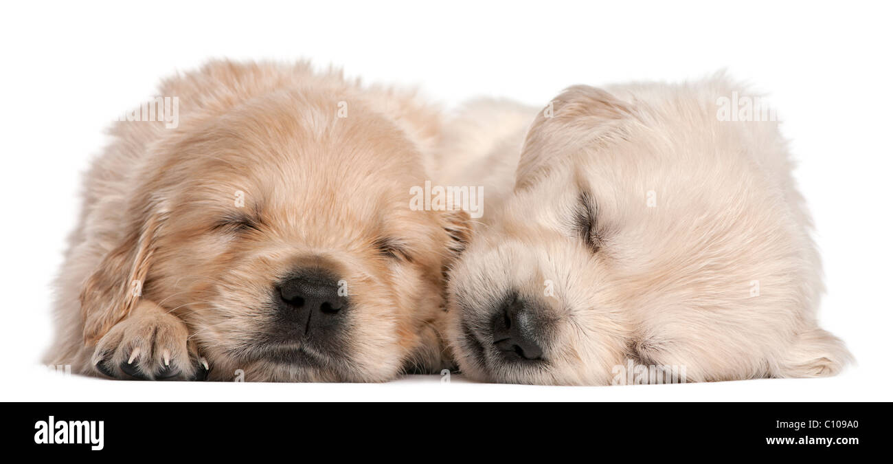Golden Retriever Puppies Weeks Old High Resolution Stock Photography And Images Alamy