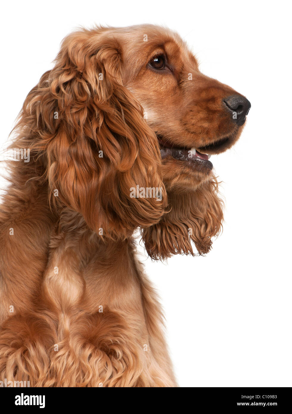 English Cocker Spaniel, 2 years old, in front of white background Stock Photo