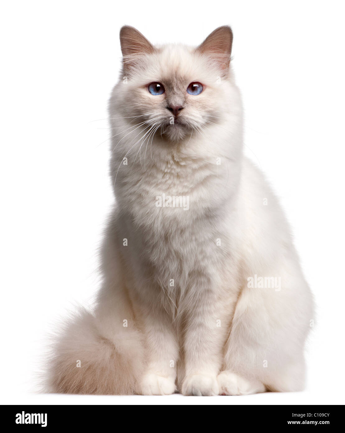 Birman cat, 9 months old, in front of white background Stock Photo