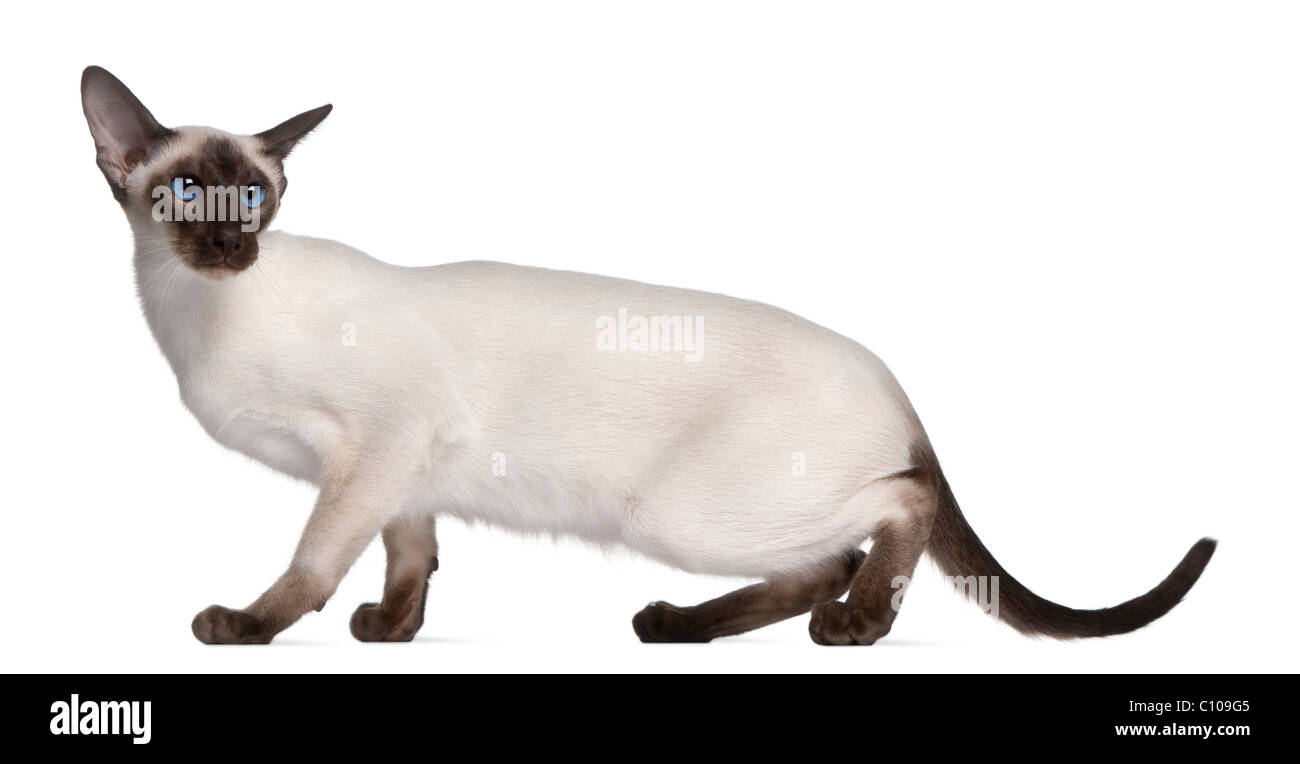Siamese kitten, 7 months old, in front of white background Stock Photo